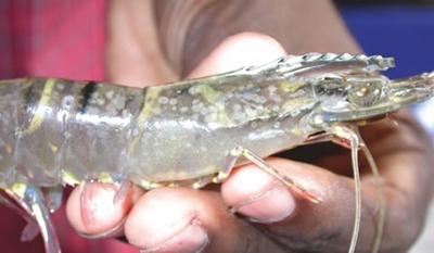 A WSSV-infected tiger shrimp
